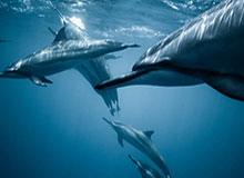 c7娱乐分部-辽篮期待新外援挑起大梁